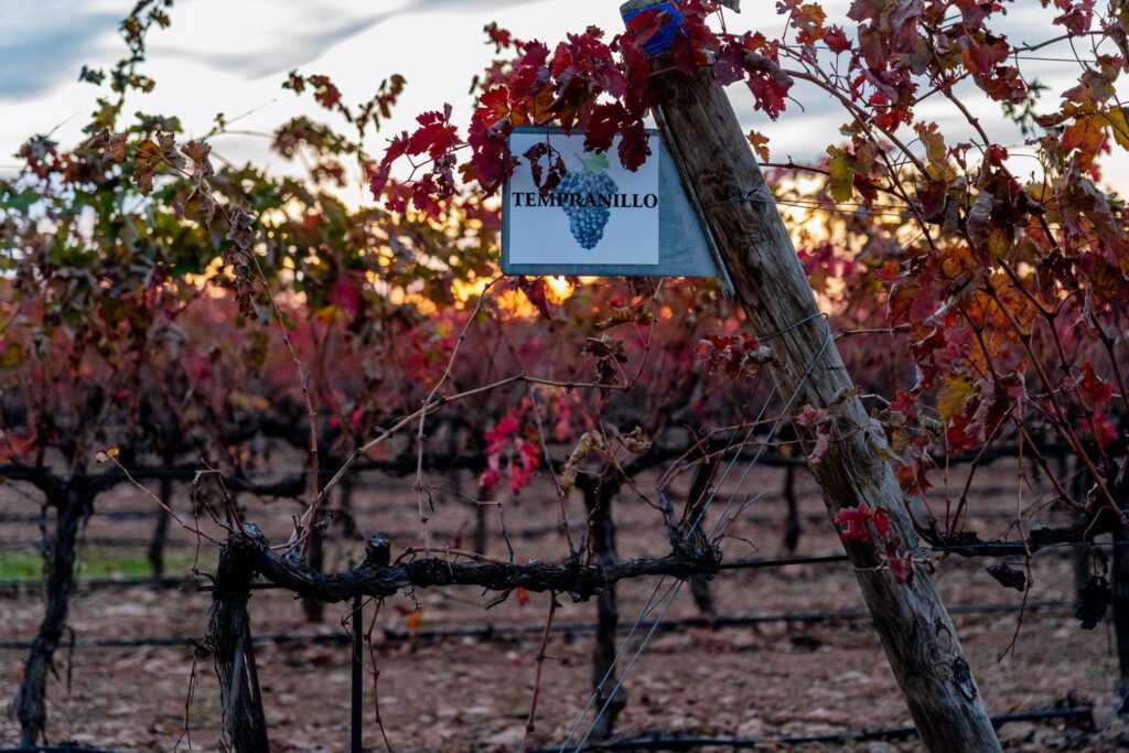 Viñedo de tempranillo en Tomelloso.