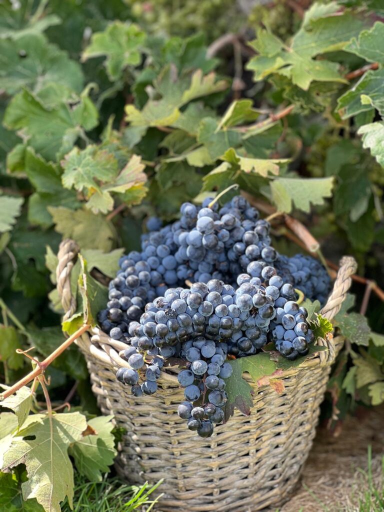BODEGAS MARTÚE ABRE SU VENDIMIA AL PÚBLICO CON UNA JORNADA ENOTURÍSTICA EL 12 DE SEPTIEMBRE